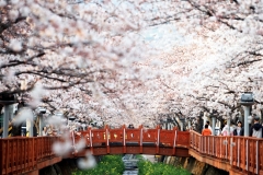 4304_Jinhae_Cherry_Blossom_2-1